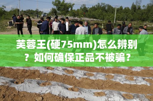 芙蓉王(硬75mm)怎么辨别？如何确保正品不被骗？